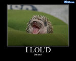 lold.jpg