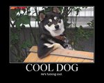cooldog.jpg