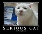 serious_cat_2.jpg