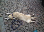 hundeleine_toter_hund.jpg
