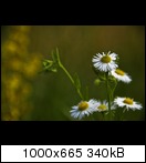 dsc_0222ms7n.jpg