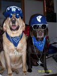 gangsta_dogs-11976.jpg