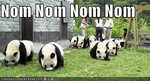 NomPanda.jpg