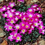 pflanzen-im-web-de-Calandrinia-umbellata-Violette-Calandrinia-image_galerie_gross.jpg