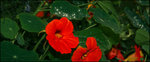 Flower_Workout_by_Wushljay.jpg