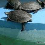 1320867463_bully_turtle_pushes_other_turtle_into_pond.jpg
