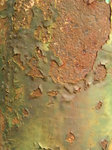 rost.jpg