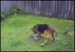 Dog_shovel_balls-1.gif