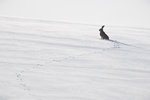 schneehasevorschaufva4.jpg