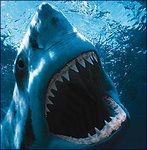 shark_16_lr.jpg