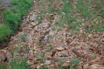 thereisacatinthisphoto2.jpg