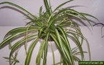 gruenlilie-chlorophytum.jpg