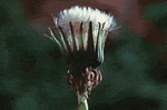 2590_bbd4.gif