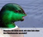 hornoxecompicdump16949.jpg