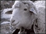 Sheep_eating.jpg