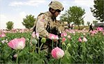 afghan-opium.jpg