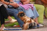 lustiges_bild_fauler-hund.jpg