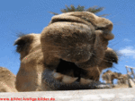 lustigebilder1.gif