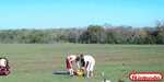 Bs1t6.gif