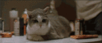 rocco_katze.gif