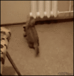 q5e6x.gif