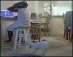 1333967374562.gif