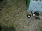 funny-gifs-spider-cat.jpg