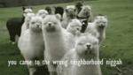 1203-84d8.gif
