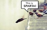 thisisspartar.jpg