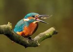 1282743_1_0917_VR_EISVOGEL_FREITAG_SI.jpg