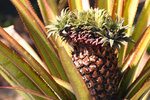 pineapple_by_moonf4ng-d77y8io.jpg