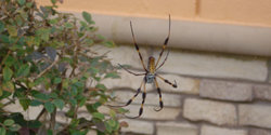 seidenweber-spinne.jpg