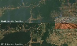 brasilien-abholzung-amazonas.jpg