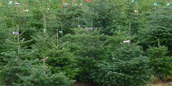 weihnachtsbaum-christbaum-plantage.jpg