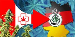hanf-cannabis-import-kanada-deutschland.jpg