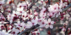 sakura-kirschbluete-herbst-japan.jpg