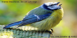 kranke-blaumeise.jpg