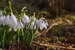 schneegloeckchen-fruehling-blume.jpg