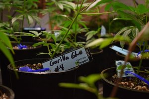 Cannabis Marihuana aufzucht Sorten.jpg