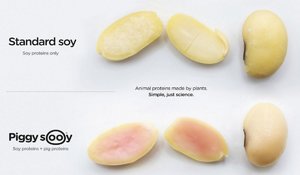 piggy_sooy gen-soja.jpg