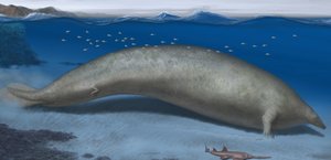 wal-fossil-Perucetus colossus.jpg
