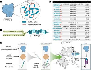 lymph node-targeted subunit vaccine for EBV.jpg