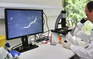 Hookworms successfully prevent type 2 diabetes in human trial.jpg