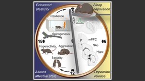 Dopamine pathways mediating affective state transitions after sleep loss.jpg