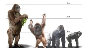 kingkong-riesenaffe-skala-vergleich-gorilla.jpg
