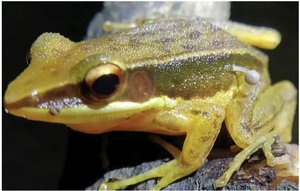 frosch mit echtem pilz auf der haut.jpg