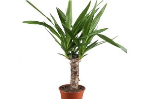 Yucca-Palme-Zimmerpflanze.jpg