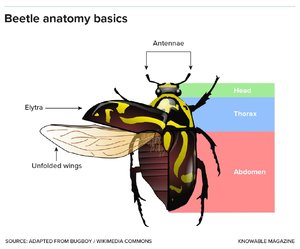 käfer-aufbau-anatomie.jpg