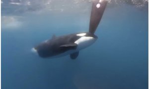 Orca rammt ein Boot am Kiel.jpg