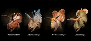 wendiceratops-albertaceratops-medusaceratops-lokiceratops.jpg